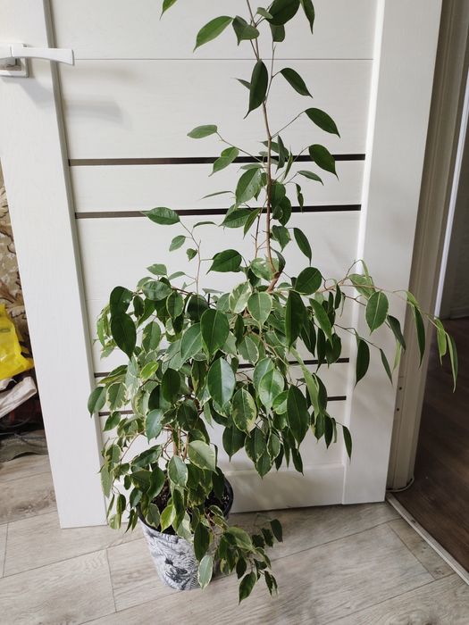 Продам фикус Бенджамина