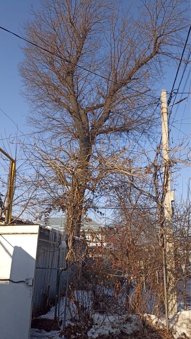 Продам дуб 4 метра первый сучок