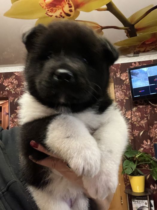 Щенки американской акиты