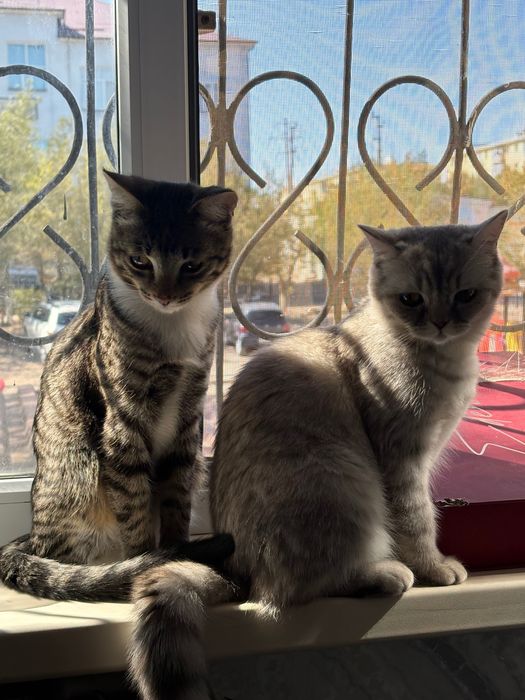 Домашние животные