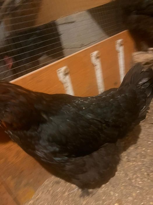 Тауыктар сатылады