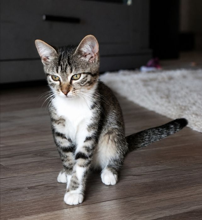 Котята мальчики в добрые руки! 3 месяца.