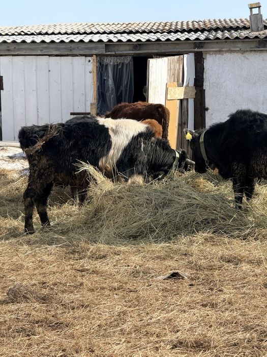 Продам бычков и телочек до года