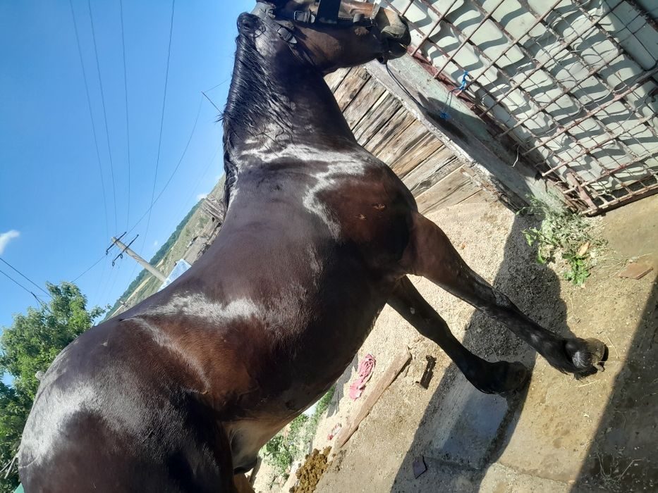 ex.:cal de 5 ani  inca in stoc