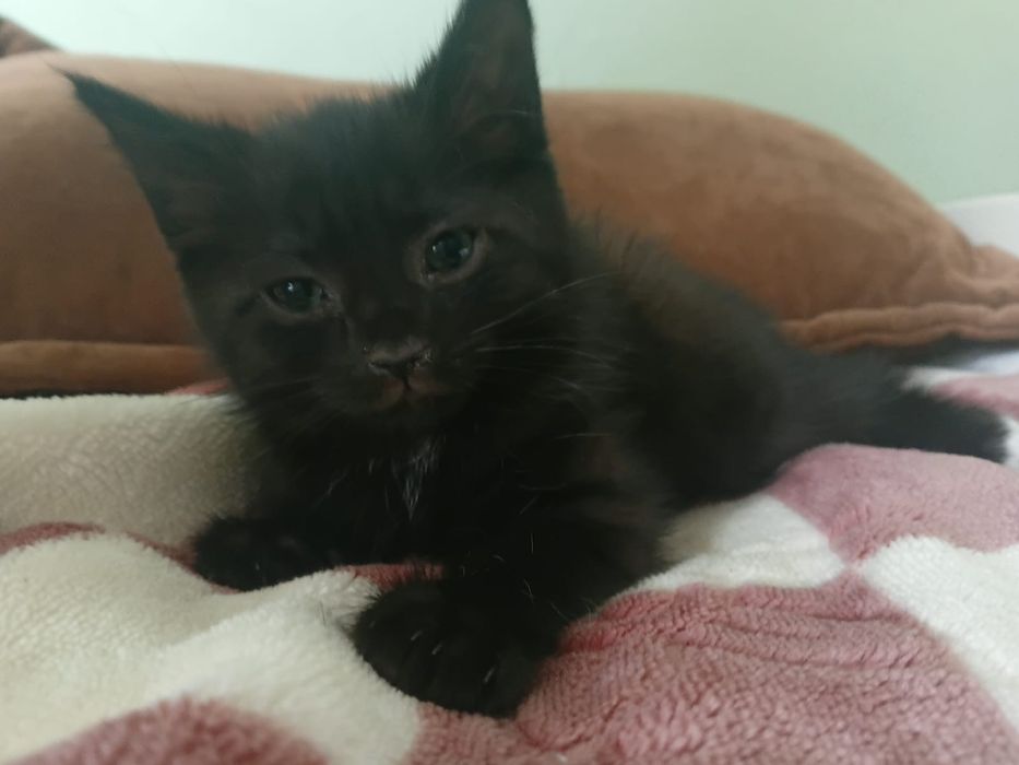 Котята в добрые  руки!