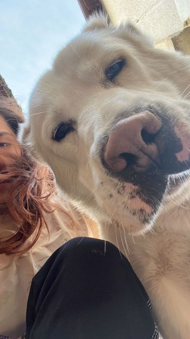 Разходки и грижи за кучета