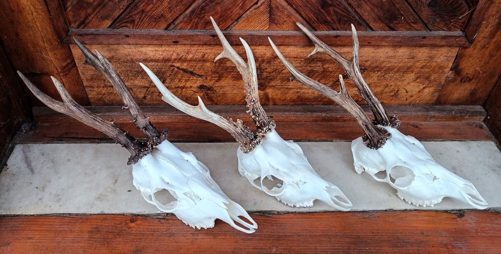 Трофей от сръндаци.Рога.3бр