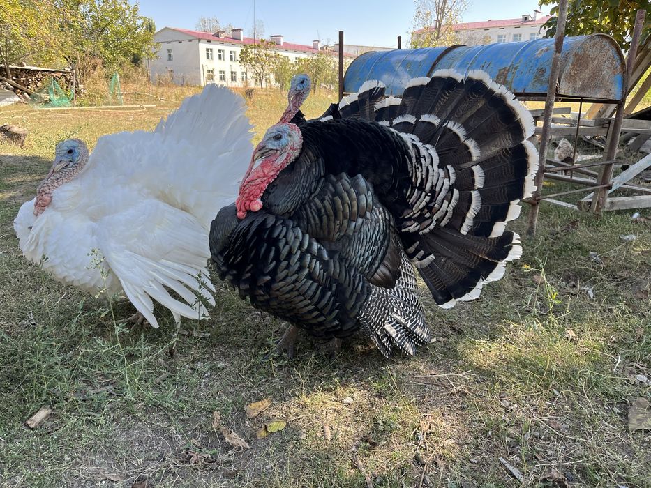 Үндік сатылады, қораздары