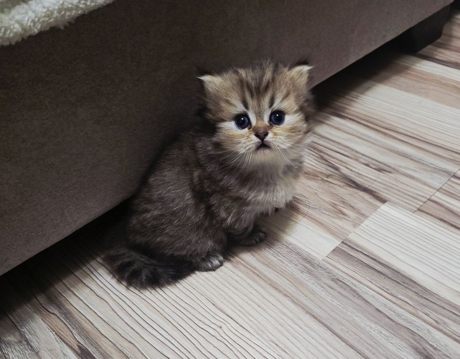 котята в семью Скотиш Страй