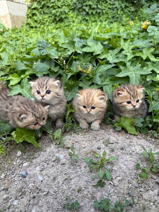 Золотая шиншила британские