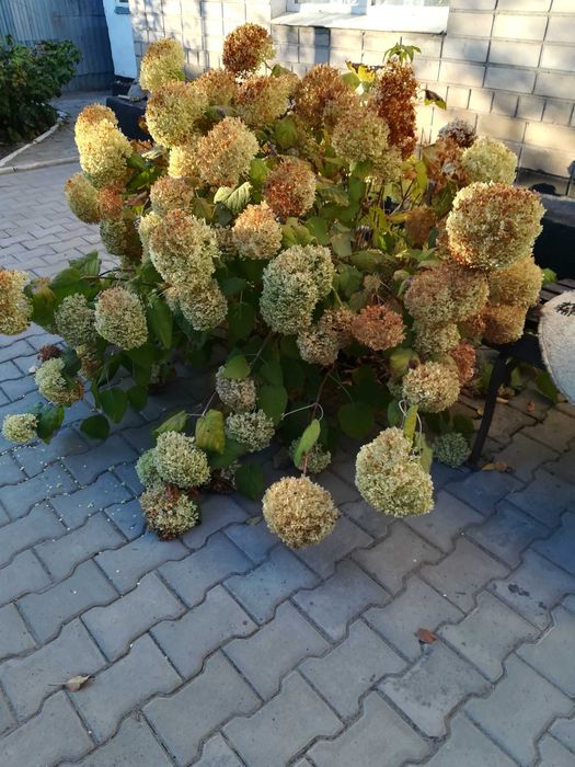 Саженцы Гартензии, семена и саженцы Катальпы, дуба