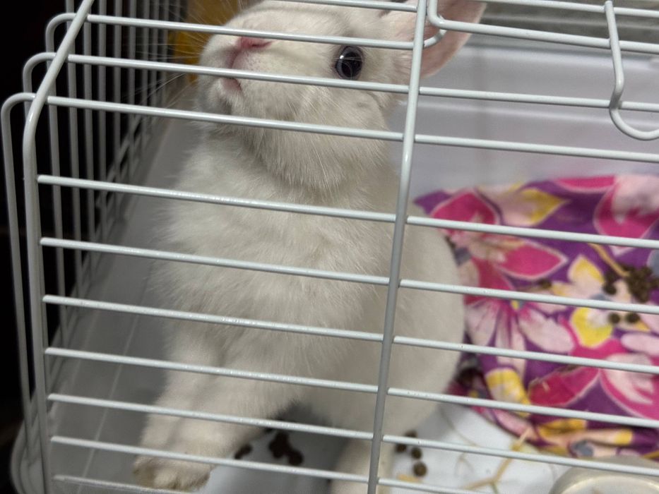 Карликовый кролик Karlikoviy quyon самец