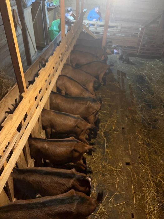 Vand iezi capre alpine foarte bune de lapte