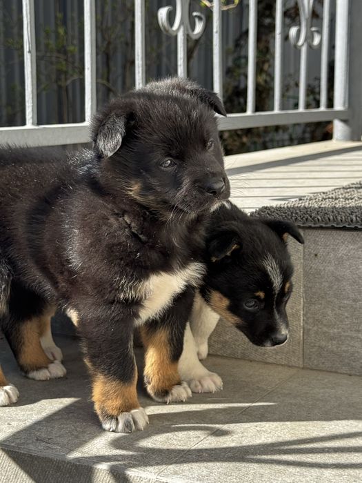 Щенки девочки 1,5 месяца