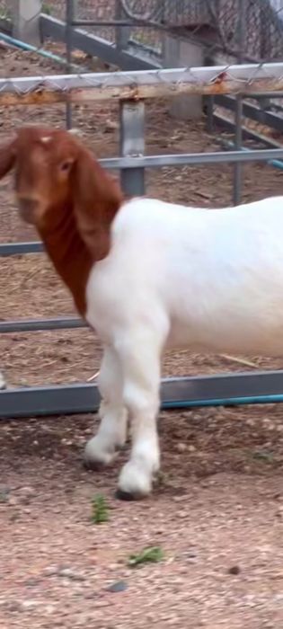 Vând țăpișor Boer