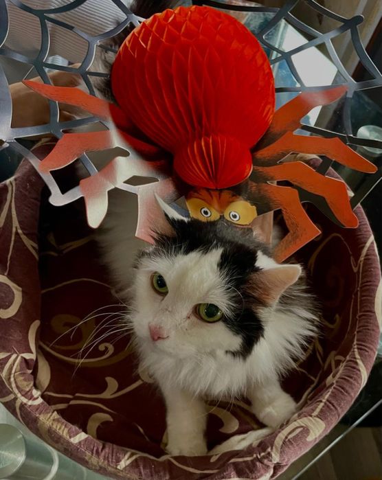 Зоогостиница передержка для домашних любимцев