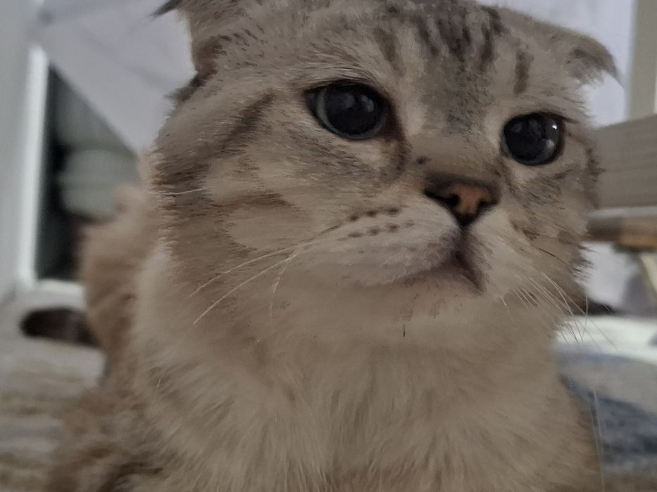 Кошка шотландский