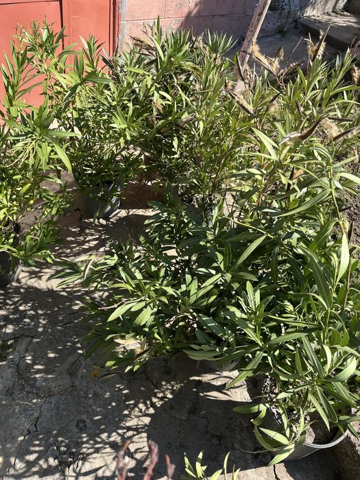 Зокум, Лян, Олеандър