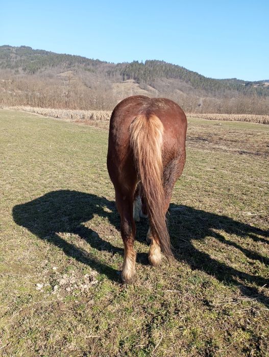 Mânză de 2 ani de vânzare