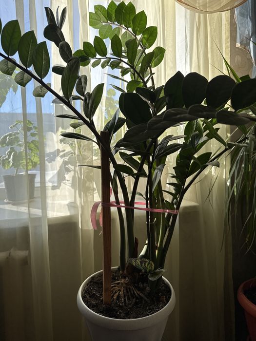 Продам цветок Срочно