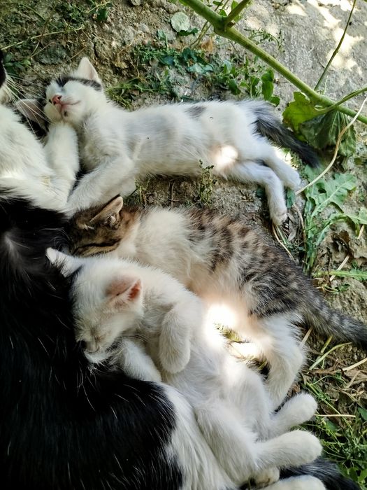 Домашние котята,отдам даром бесплатно