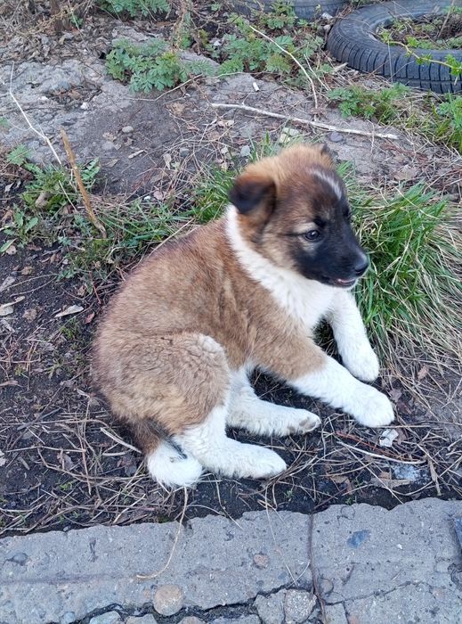 Отдам девочку в добрые руки