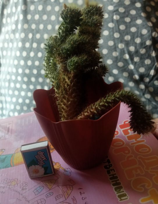 Продам цветущий кактус