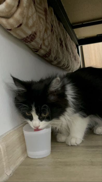 Котенок девочка в добрые руки
