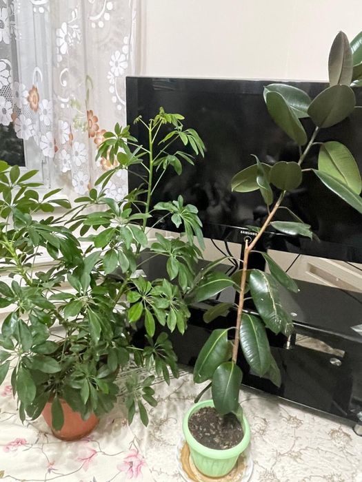 цветы домашние