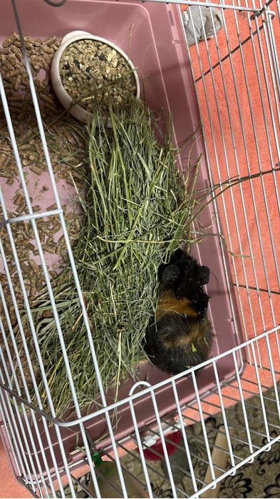 Морская свинка девочка