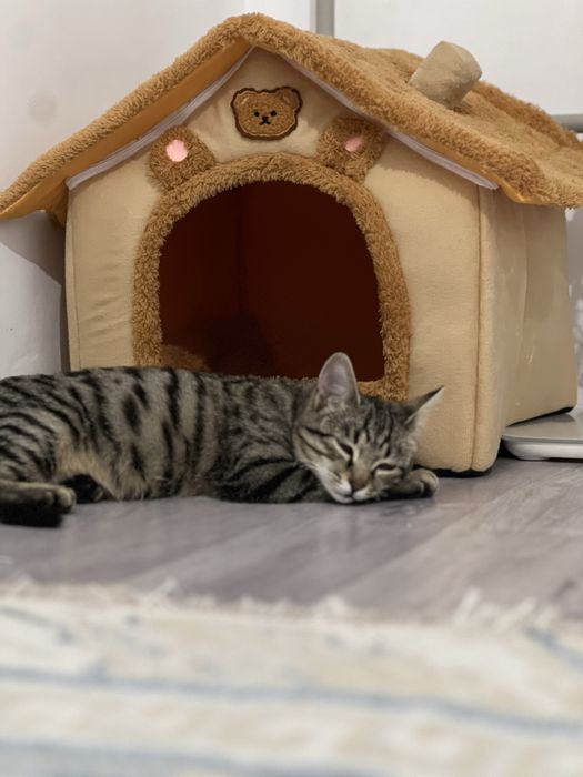 Кошечку в хорошие руки.