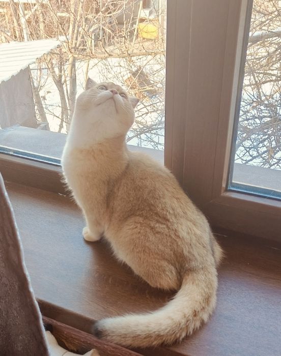 Котенок Золотая Шиншиллы