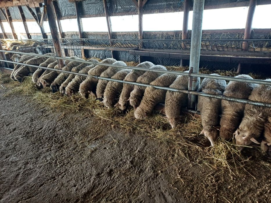 Mielute tigaie ruginie