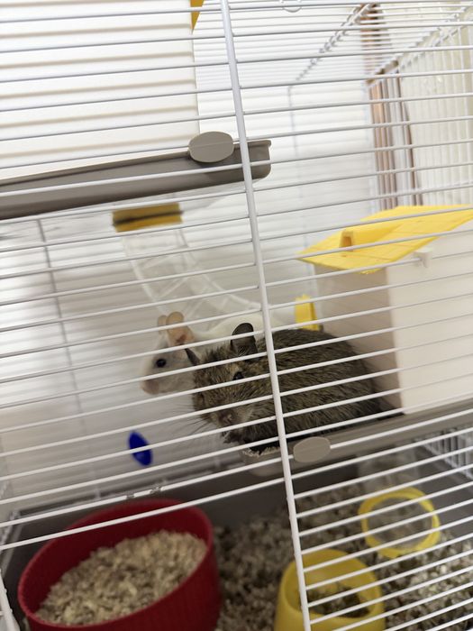 Veverite Degu cu Cusca Full