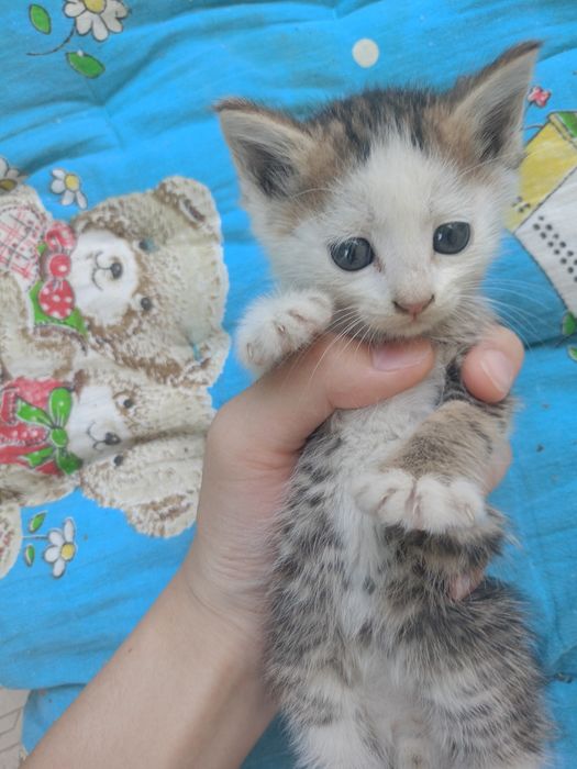 Продаются котята.