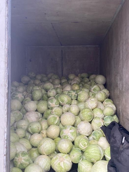 Капуста оптом срочно продаю в наличии 3 тонны