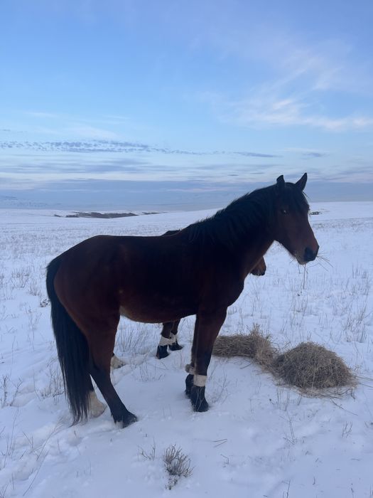 Торы Айғыр сатылады