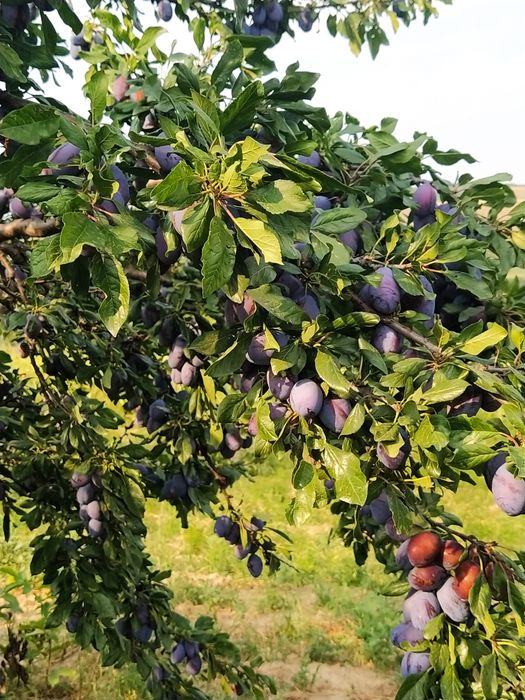 Vând prune pentru țuică cu Brix 24-28