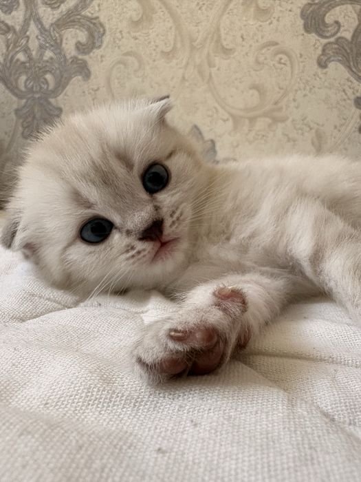 Котята вислоухие шотландцы