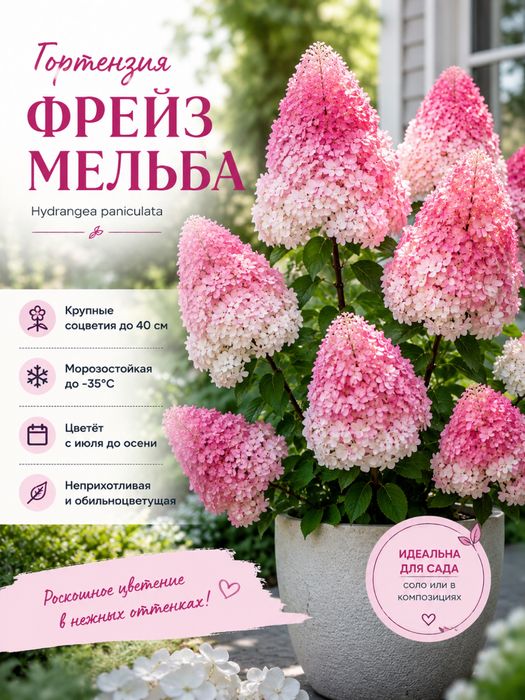 Продам саженцы гортензий.