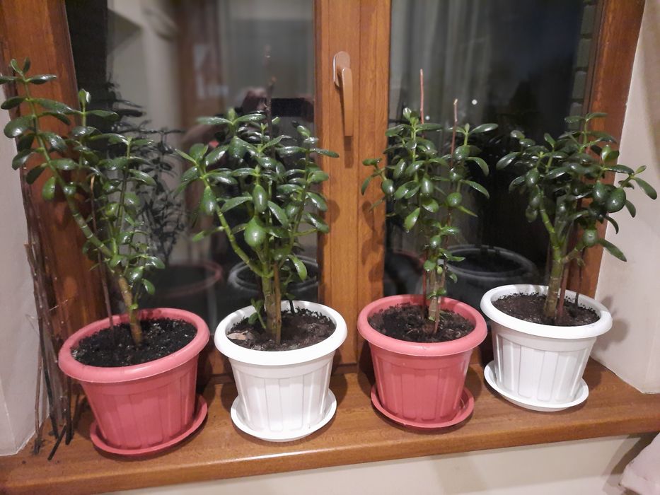 Продам денежное дерево