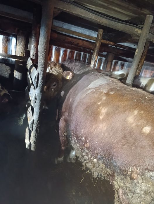 Продам быков срочно