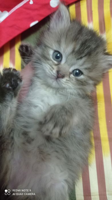 Породистые котята от сер. Шеншиллы