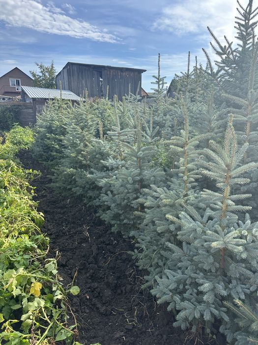 Саженцы деревьев