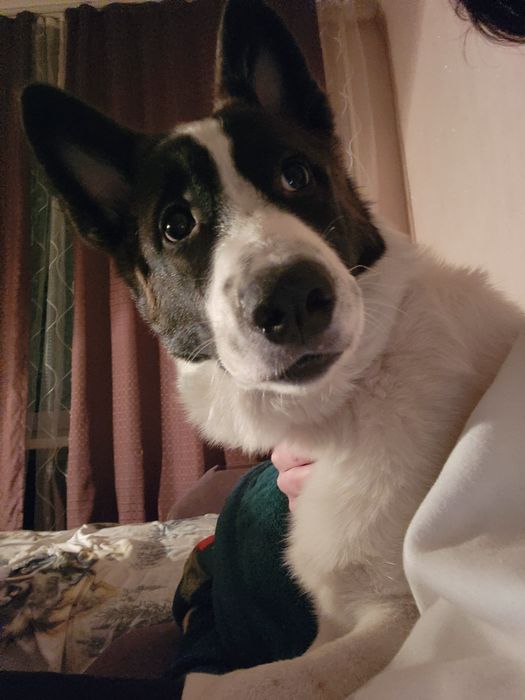 Песик ищет новый дом!