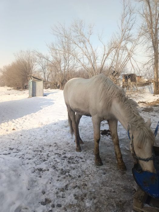 2 ай байланған семіз 5 жасар жылқы сатылады