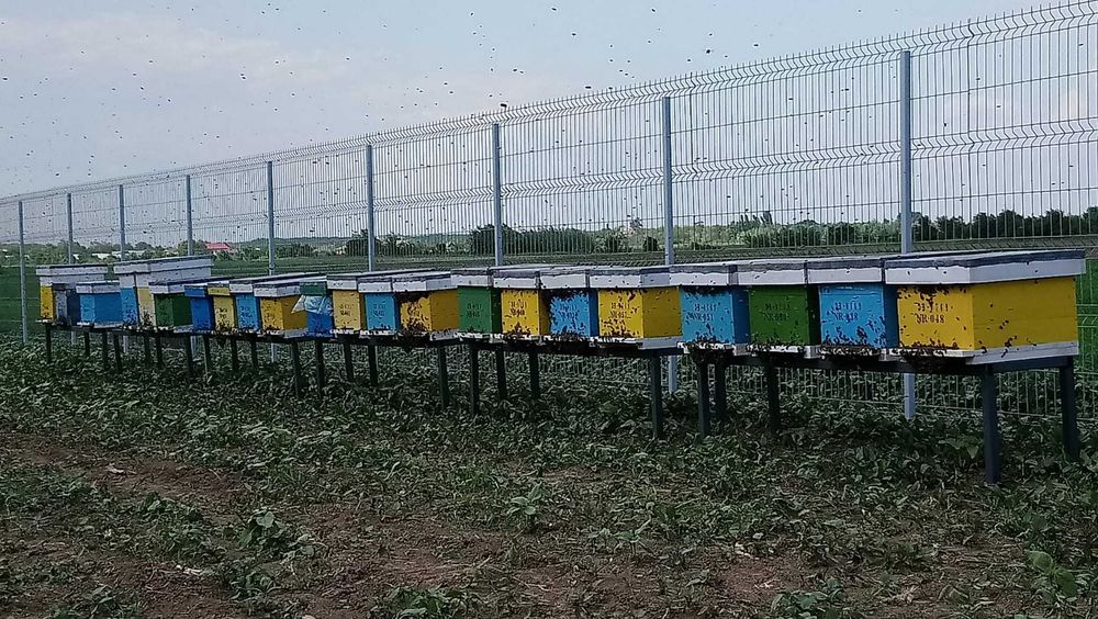 Vând miere naturala de albine + rame cu faguri cu miere