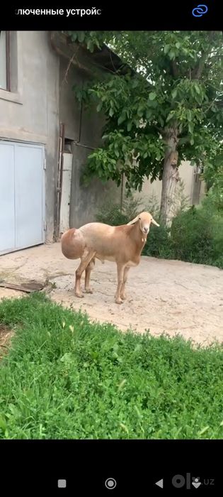 1 ta ona qòy 2 ta bolasi blan