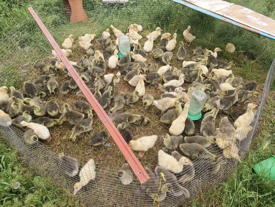 Продам.  гусать крупни сери