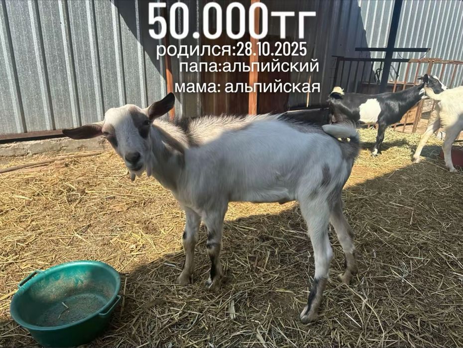 продам молодых козликов